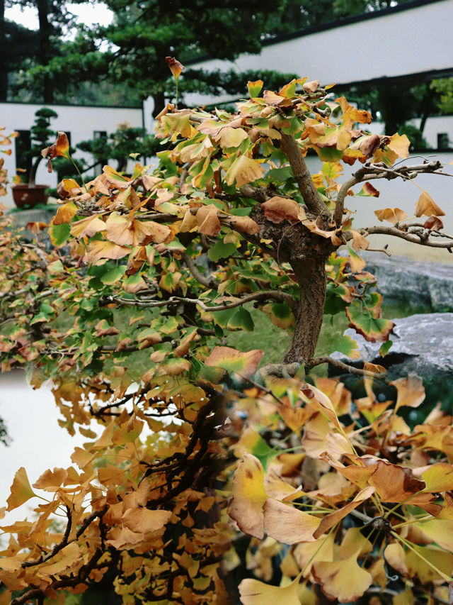 成都百花潭公園，賞銀杏景觀園。