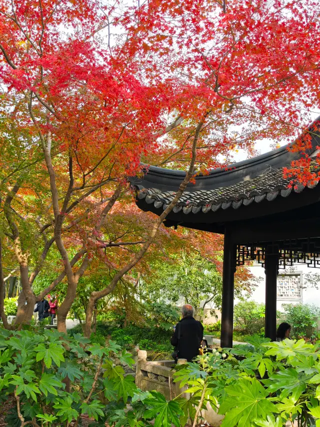 不用去蘇州，在上海也能拍江南園林的滿園秋色