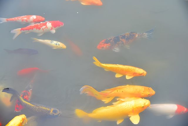 神奇動物在成都｜與自然零距離接觸