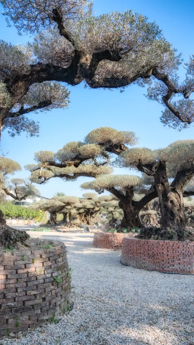 Direct access by Guangzhou Metro, there is a large area of snow-covered olive trees here.