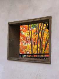 銀杏進入尾聲，秋霞圃的紅葉正當時