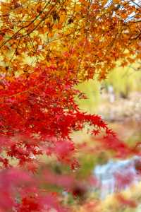 不是京都是武漢今年的楓葉真的紅了