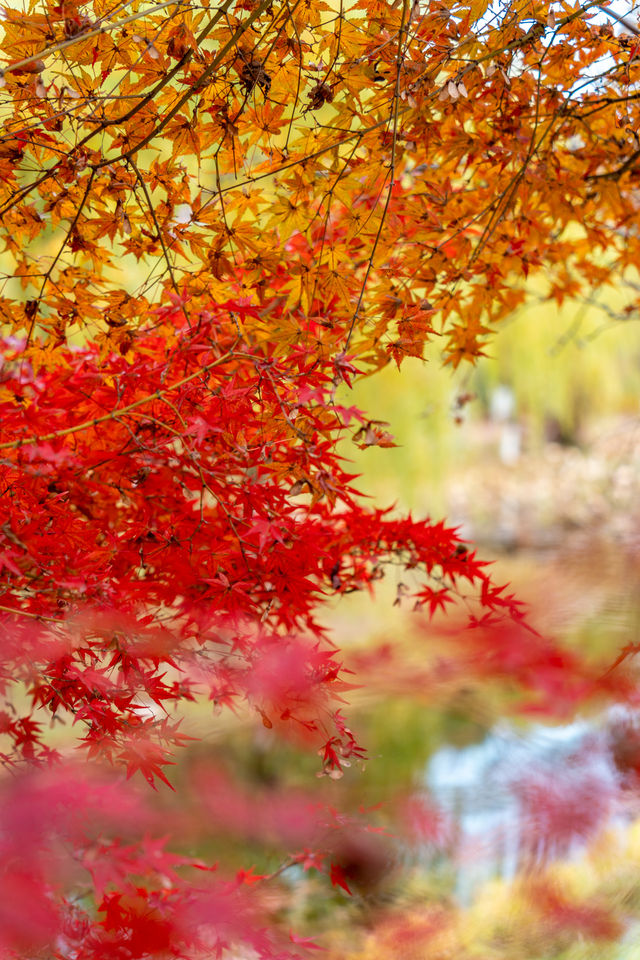 不是京都是武漢今年的楓葉真的紅了