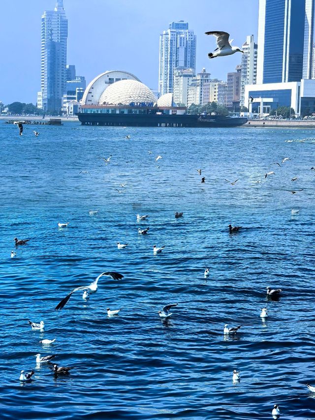 青島·金沙灘｜逐浪金沙灘，暢享濱海狂歡