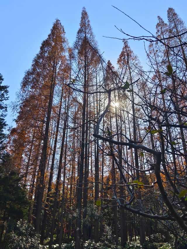 今年來晚了 紅園 可你還是那麼美