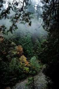 Capilano Suspension Bridge Park: A Must-Visit in Rainy Weather