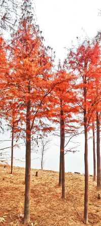 解鎖斜溪村紅樹林，感受自然的原始魅力