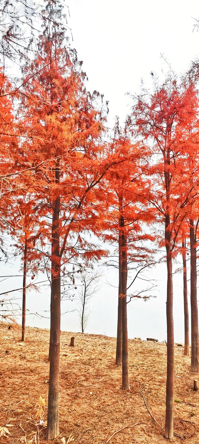 解鎖斜溪村紅樹林，感受自然的原始魅力