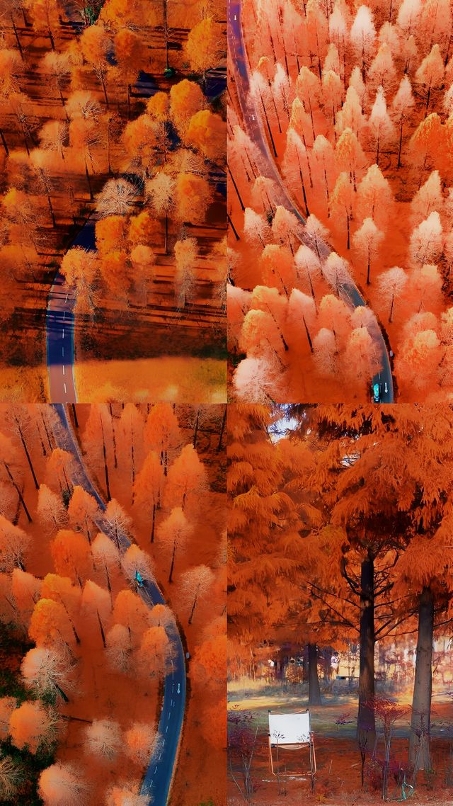 遇見冬日森影，鏡頭下的水杉紅了