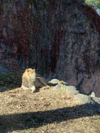 名古屋動物園的冬日暖陽