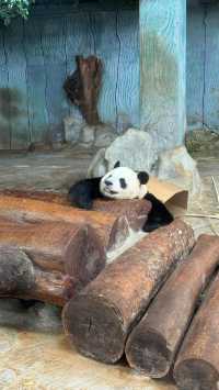 海南熱帶野生動植物園  帶着小娃正好