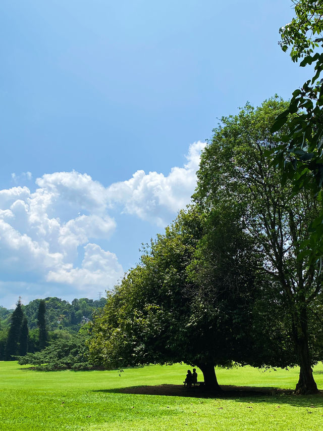 the Royal Botanical Gardens in Kandy, Sri Lanka