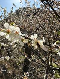 廣州從化雞枕山·白梅花海
