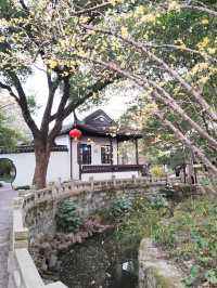醉白池臘梅開了
