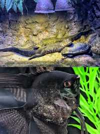 沉浸式體驗休斯頓DOWNTOWN水族館