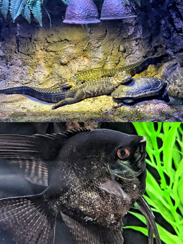 沉浸式體驗休斯頓DOWNTOWN水族館
