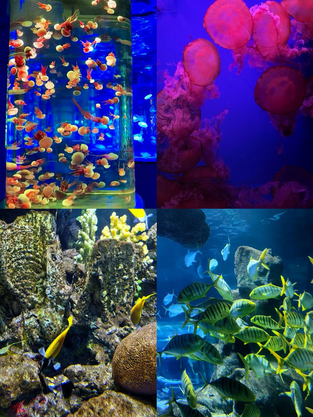 長沙海底世界旅遊攻略