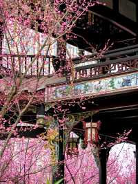 報～ 望江樓公園的梅花已到最佳觀賞期！