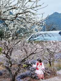 廣東最美的李花來啦丨陽山水浪花谷