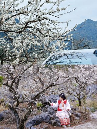The Most Beautiful Plum Blossoms in Guangdong | Yangshan Shuilang Flower Valley