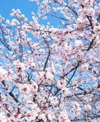 春日一日遊