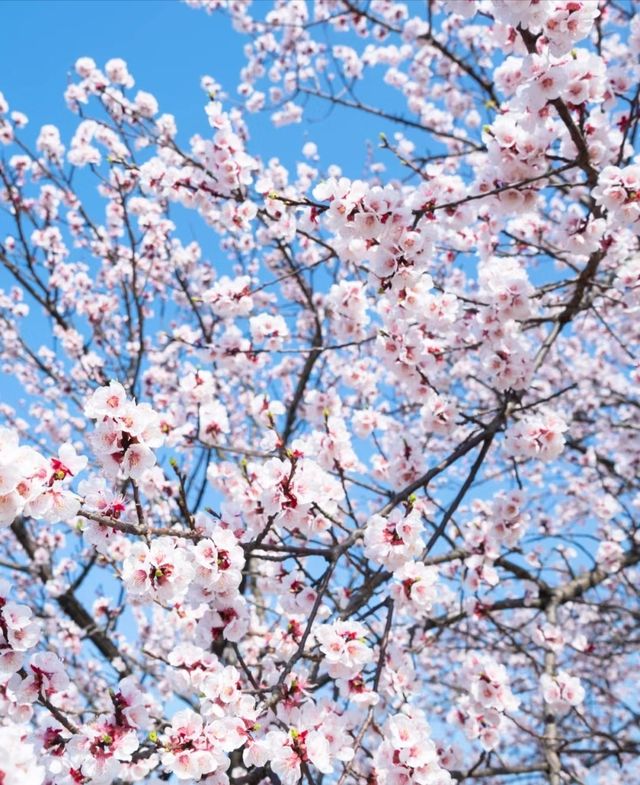 春日一日遊