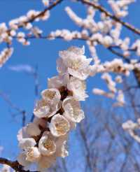 春日一日遊