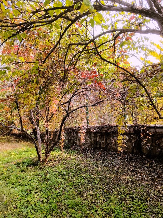 北京西山森林公園遊覽