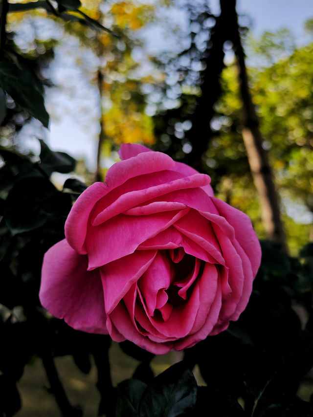 春日限定！深圳香蜜公園，月季花美不勝收