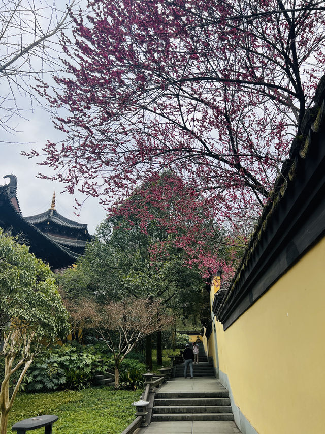 2.22杭州高麗寺梅花實況～