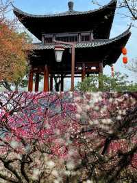 杭州超山，江南賞梅勝地。