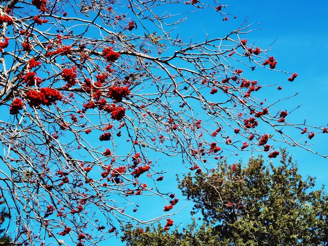 哈利法克斯 Day 1 公眾花園 Public Garden