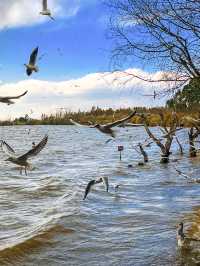 撈魚河濕地公園生存指南：如何完美仆街！