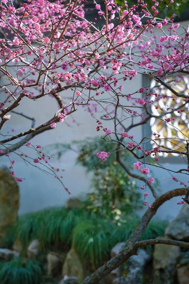 魔都免費賞梅秘境! 魔都免費賞梅秘境!