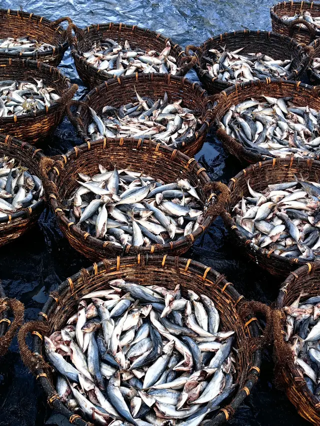 스리랑카 7일 무비자 여행 가이드, 지금 바로 확인하세요!