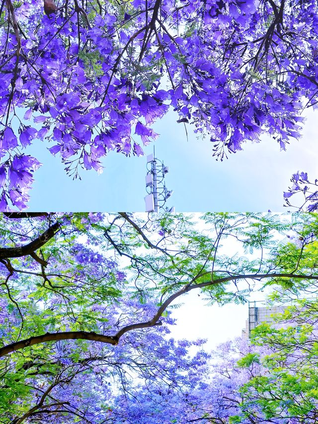 西昌，藍花楹盛放，你準備好享受浪漫了嗎