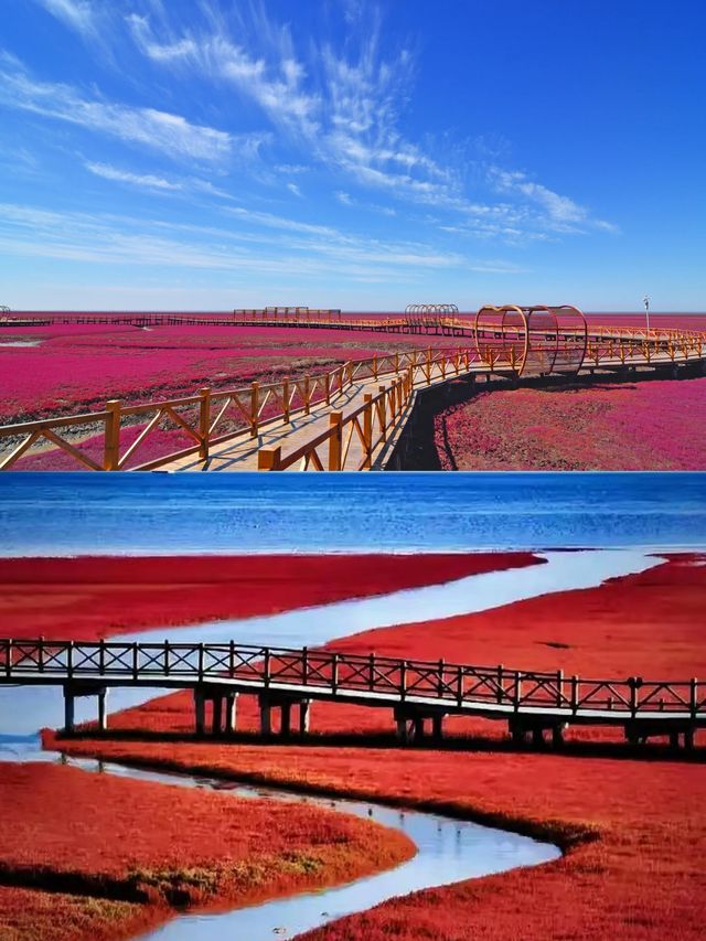 高中地理現象——紅海灘盤錦市紅海灘風景廊道