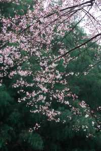 春日來信|十鐘山房邀您收藏一整個山野浪漫。