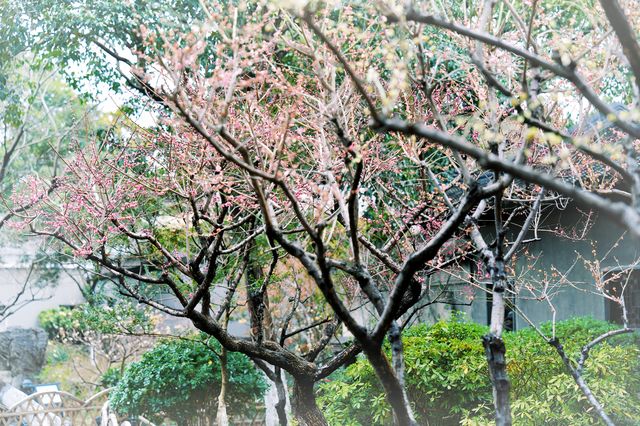比起拙政園，我更喜歡這個極其小眾的寶藏園林
