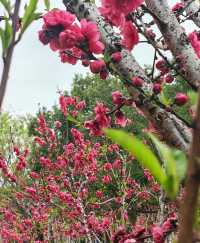桃花朵朵開