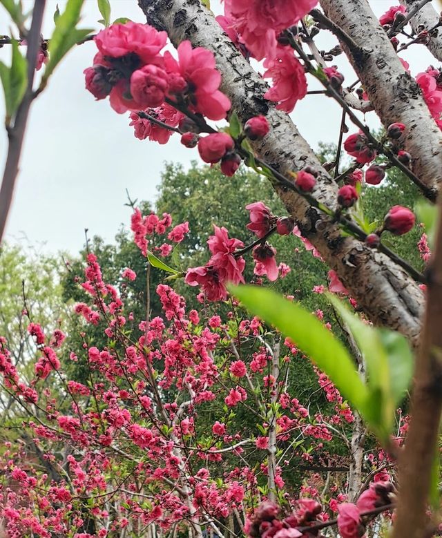 桃花朵朵開