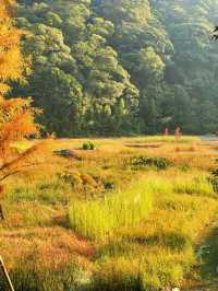 石門森林公園 | 周末吸氧好去處，爽麻了