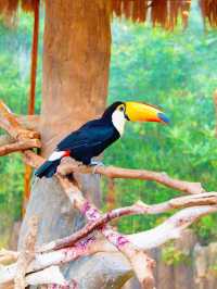 上海野生動物園：與動物共度難忘時光