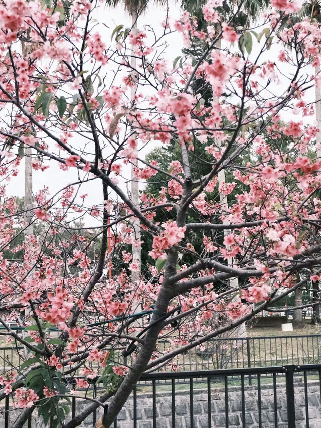與儀公園，櫻映琉球風情