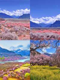 三四月份西藏林芝賞花攻略！