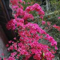 🌸春日限定！深圳甘坑古鎮花開成海啦