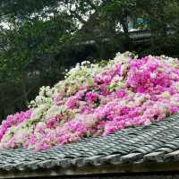 🌸春日限定！深圳甘坑古鎮花開成海啦