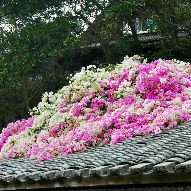 🌸春日限定！深圳甘坑古鎮花開成海啦