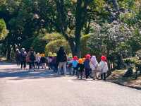 在日本四國德島中央公園欣賞櫻花
