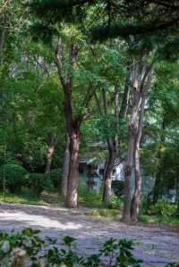 石家莊市區的森林!|藏在二環內的綠野仙蹤!